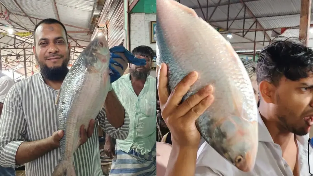 নিলামে ১০ হাজার ৯০০ টাকায় বিক্রি ‘রাজা ইলিশ’