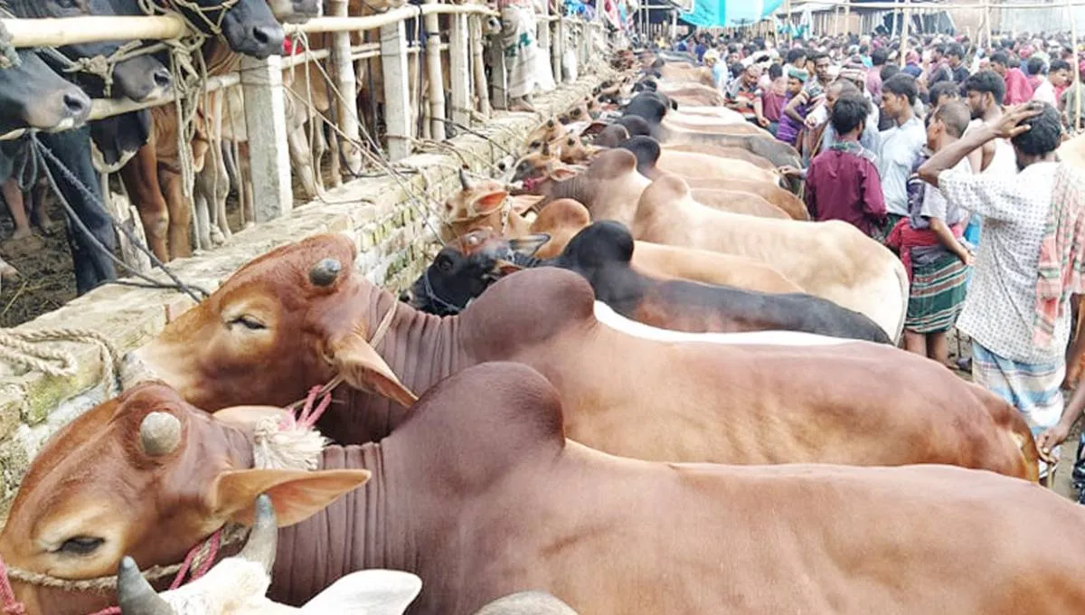 জমে উঠেছে রাজধানীর কোরবানির পশুর হাট