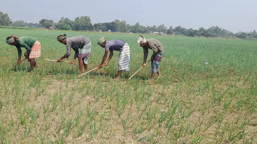 Higher onion set price doubles production cost