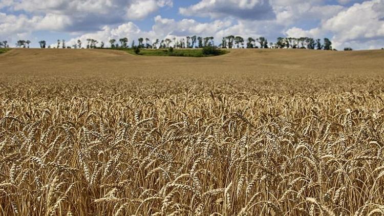 Ukraine grain export talks see progress as heavy shelling continues