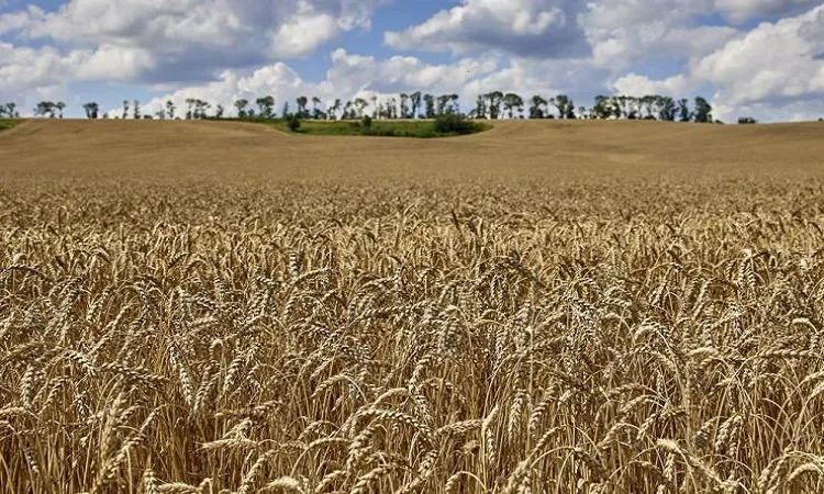 Ukraine grain export talks see progress as heavy shelling continues