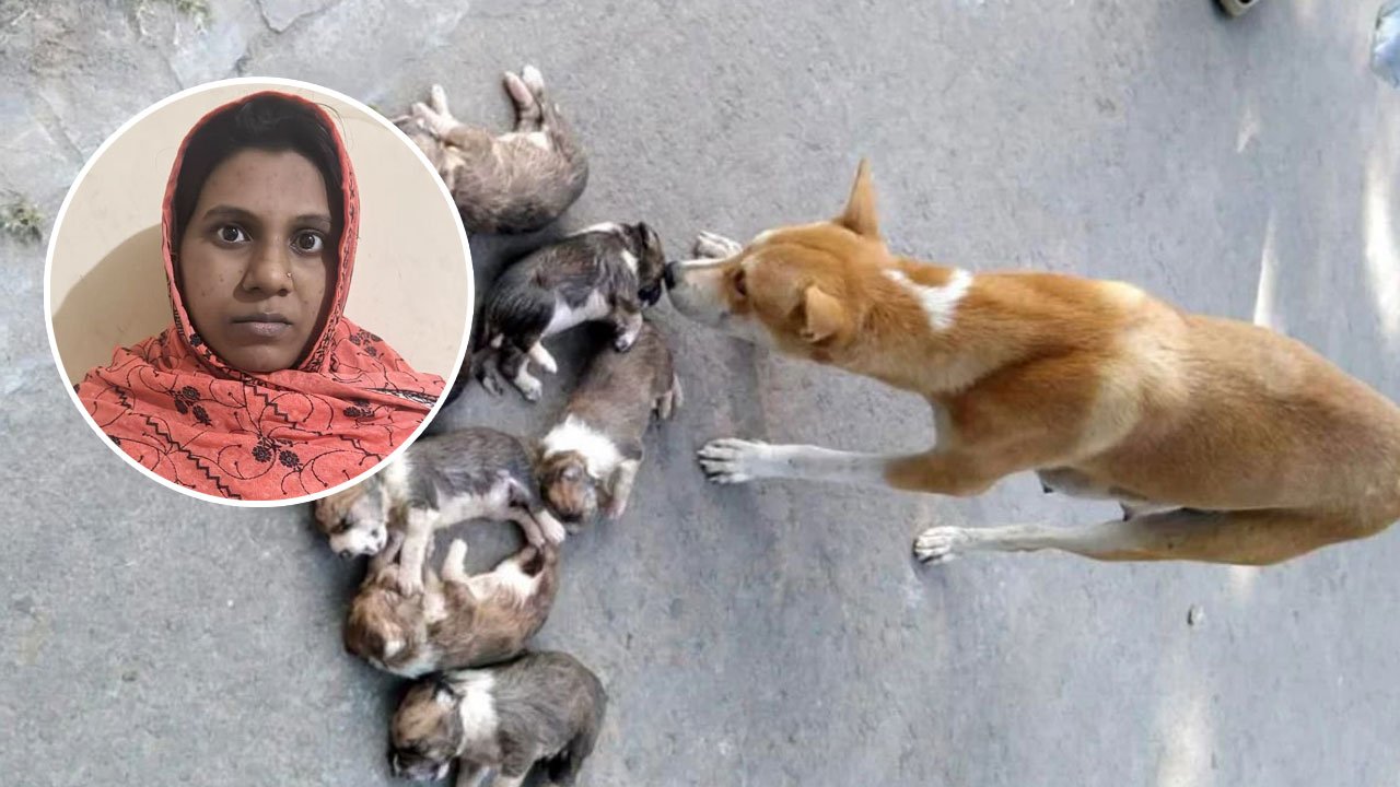 pabna-arrest