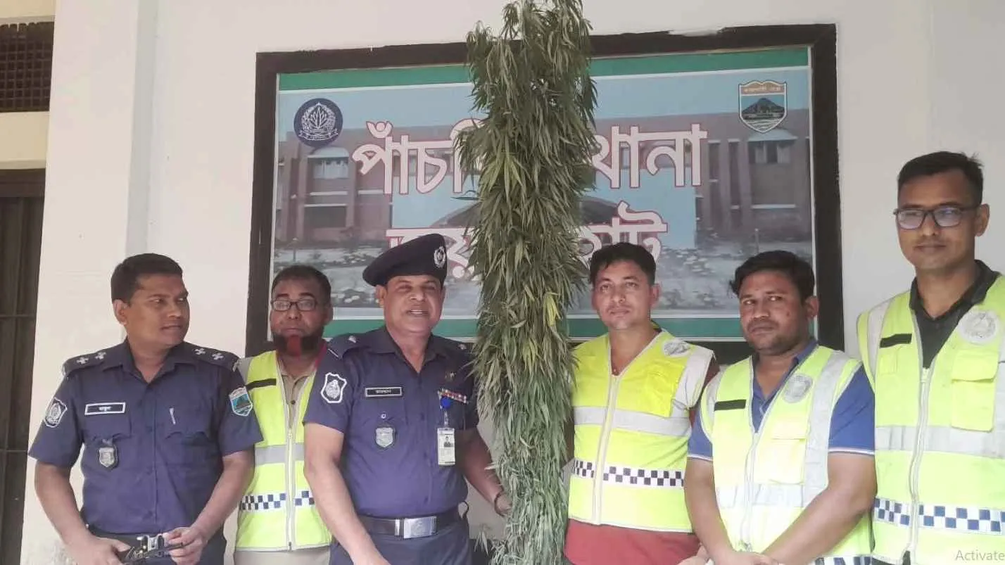 জয়পুরহাটে গাঁজার গাছ উদ্ধার
