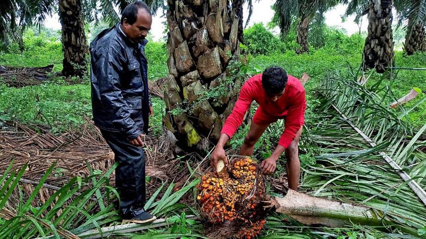 India’s palm oil imports set to jump