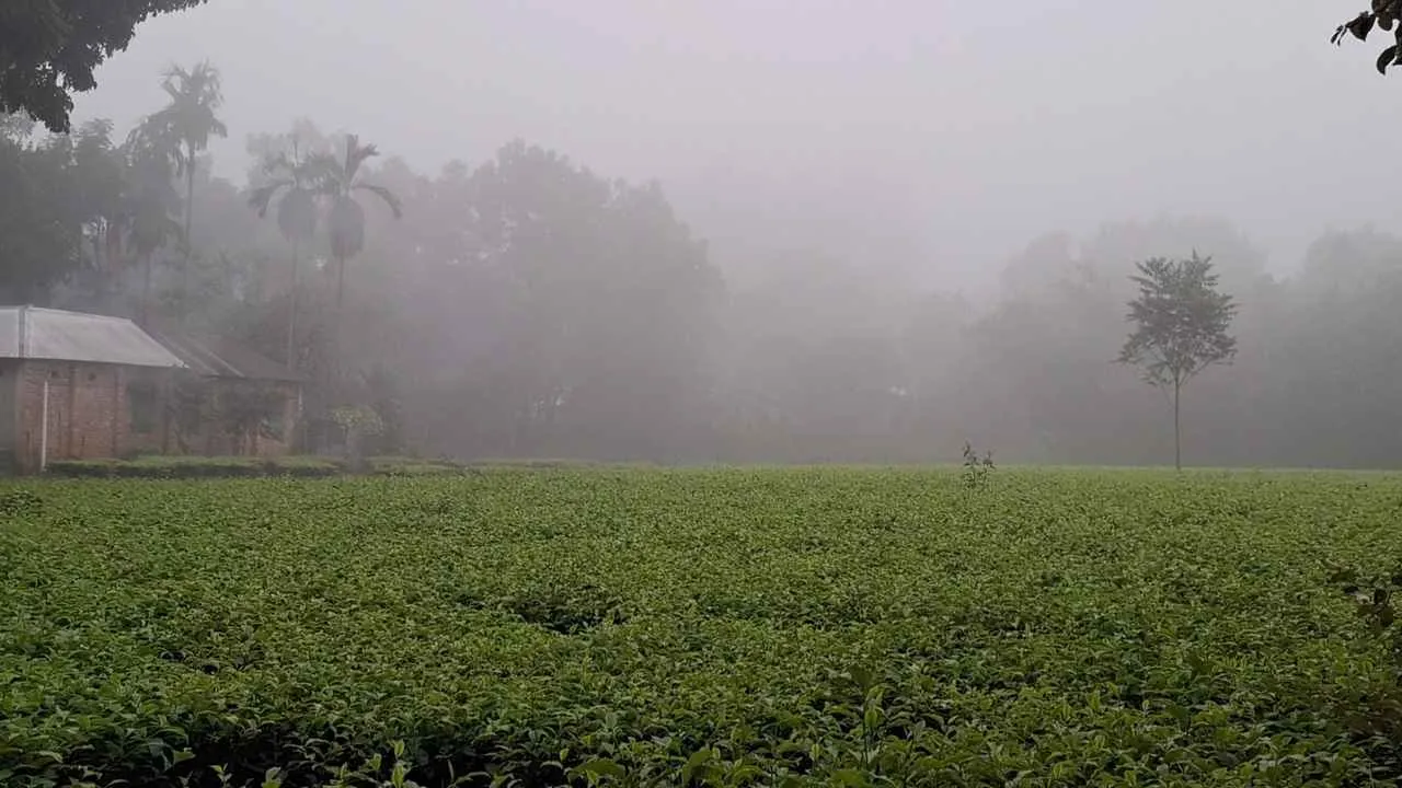 কুয়াশামাখা ভোর পঞ্চগড়ে, তাপমাত্রা নামল ১৮ ডিগ্রিতে