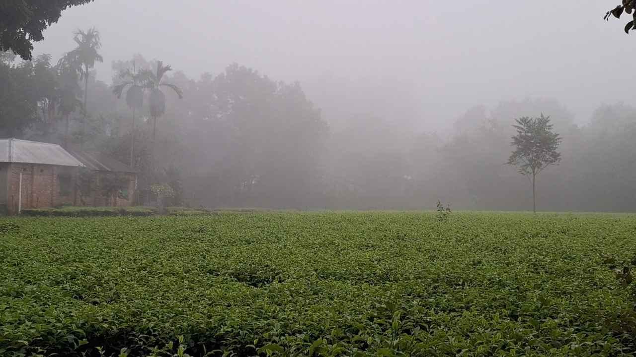 কুয়াশামাখা ভোর পঞ্চগড়ে, তাপমাত্রা নামল ১৮ ডিগ্রিতে