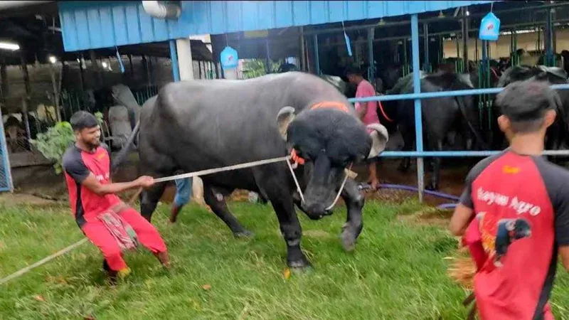 মহিষ কিনতে ভারতে ৫ কর্মকর্তা
