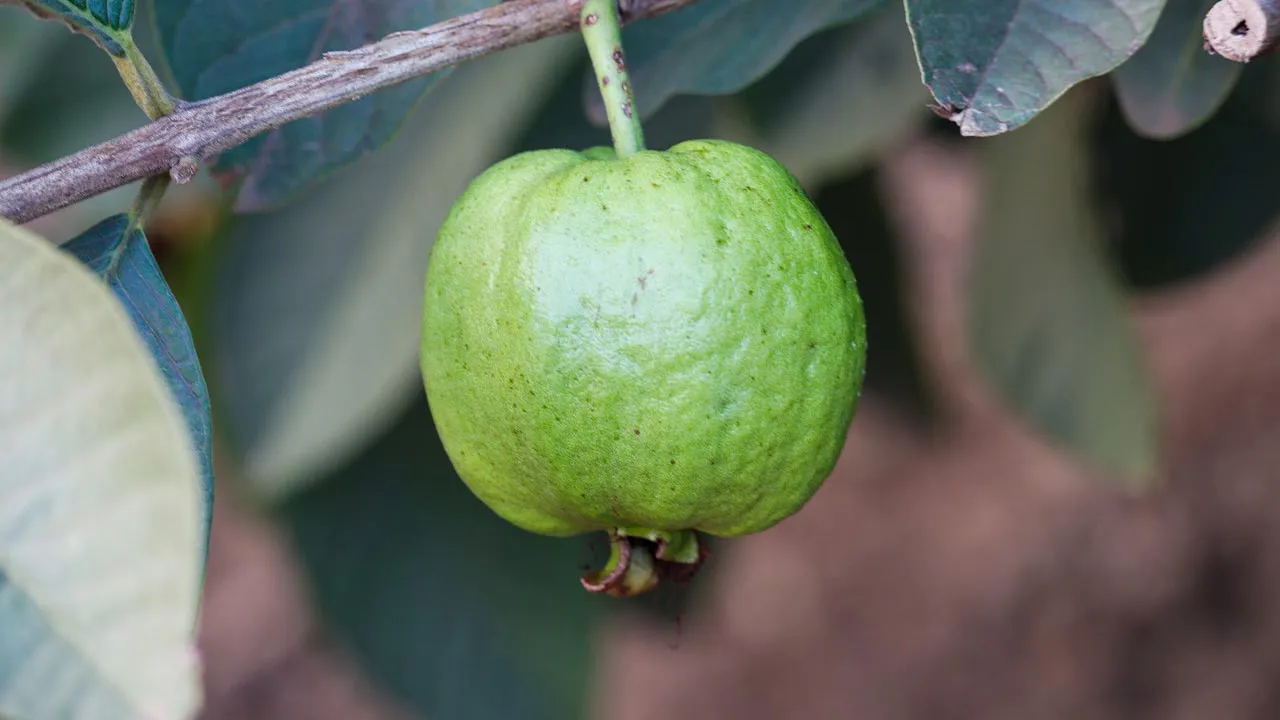 বর্ষায় পেয়ারা খাবেন যে কারণে
