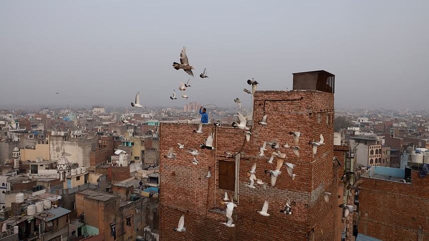 India releases pigeon accused of spying for China