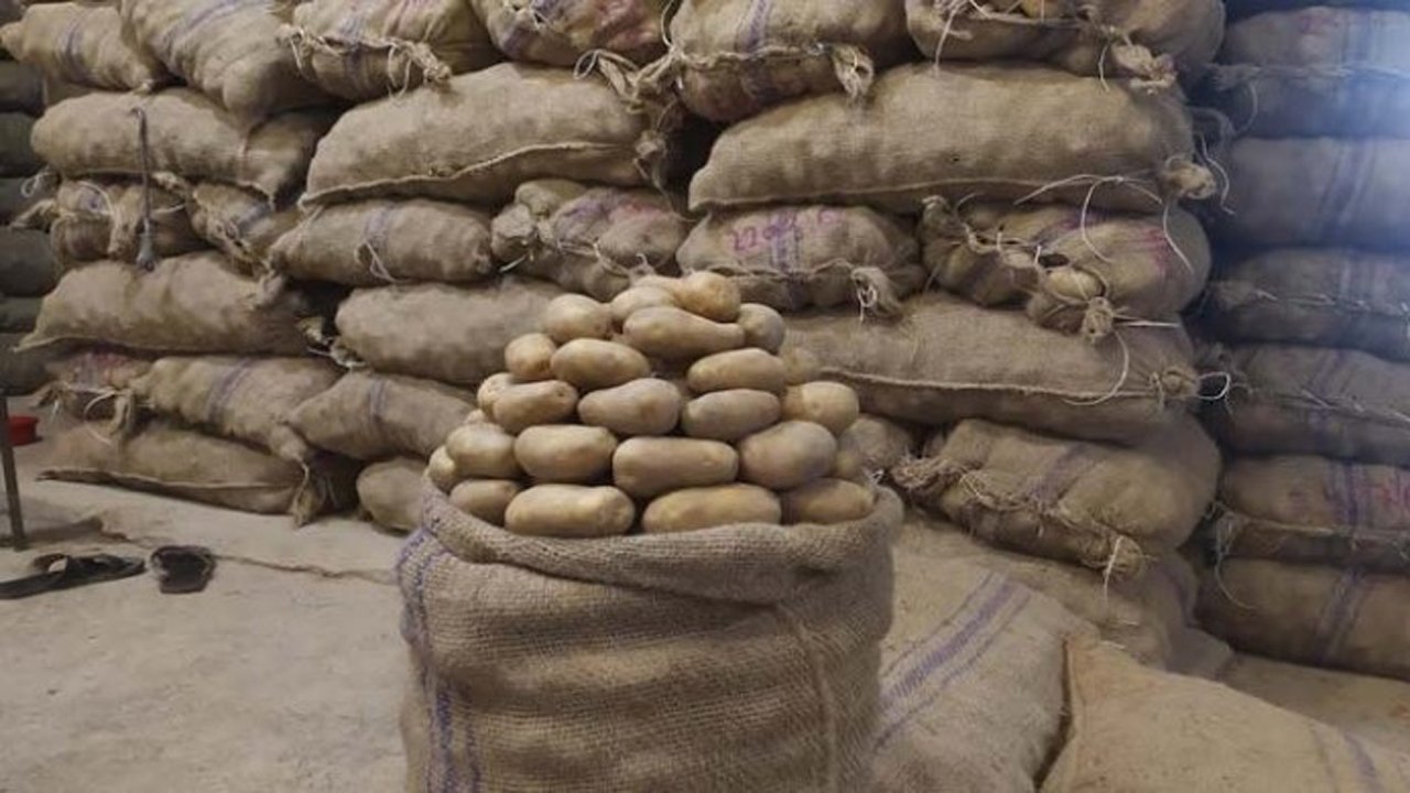 potato-20250316124557
