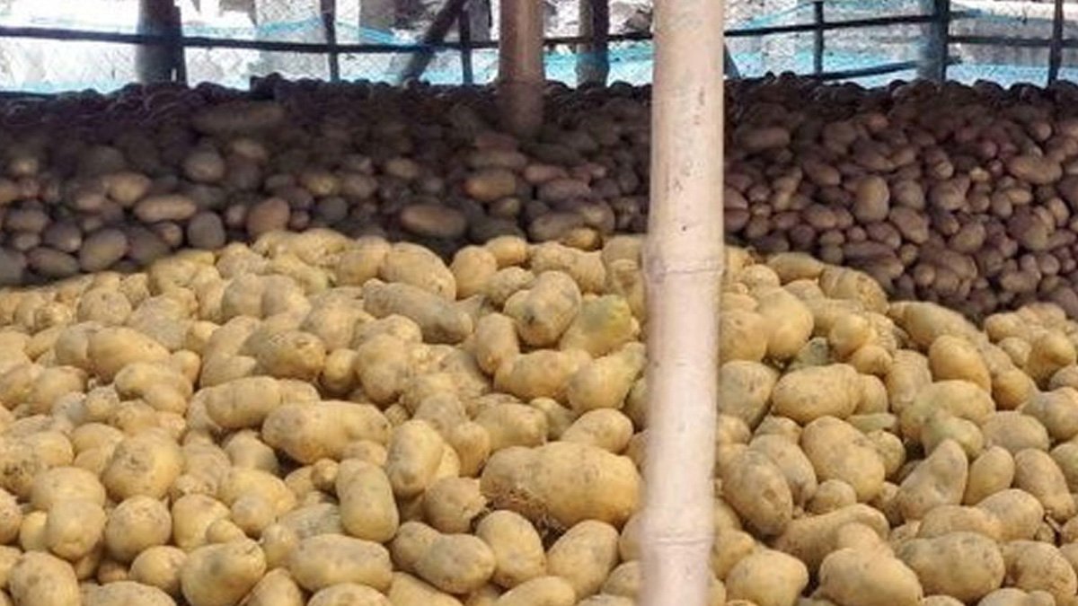 potato