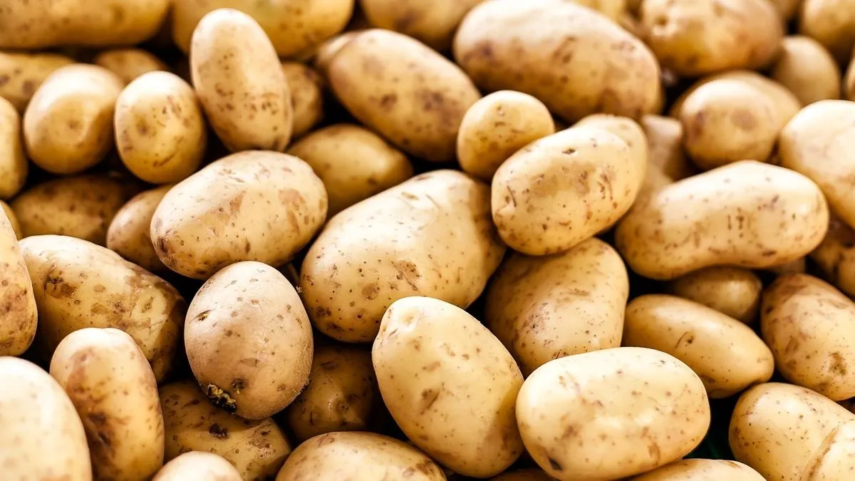 TCB to sell potato from tomorrow
