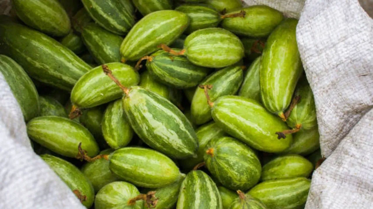 পটল খেতে চান না? জেনে নিন এর গুণাগুন