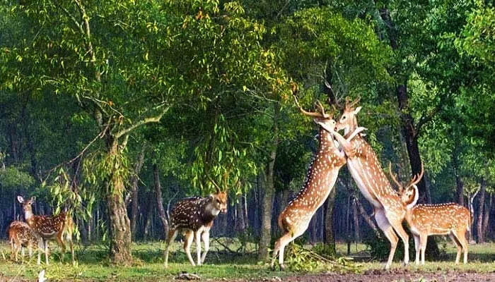 আজ বিশ্ব বন্যপ্রাণী দিবস