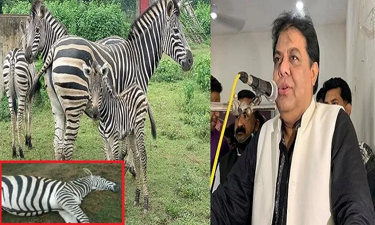 জেব্রা হত্যার অভিযোগ করলেন এমপি