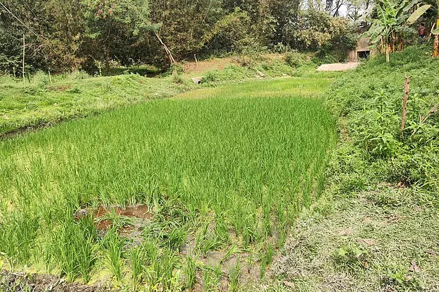 ঝিনাইদহে গুলিতে নিহত ৩