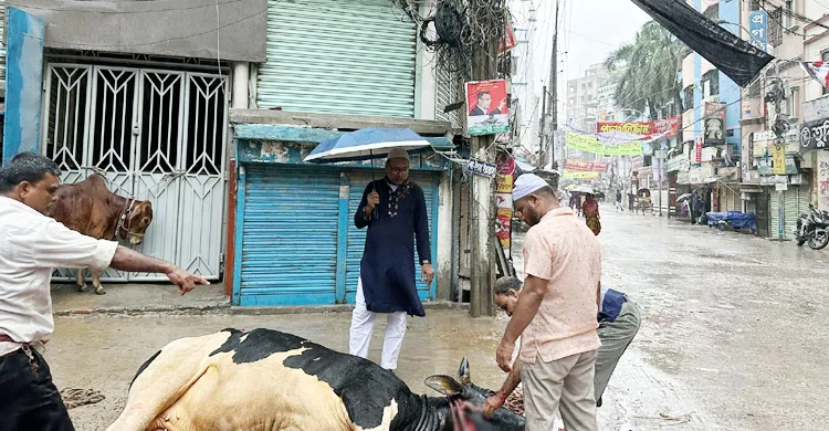 সকাল থেকেই বৃষ্টি, পশু কোরবানিতে বিপত্তি