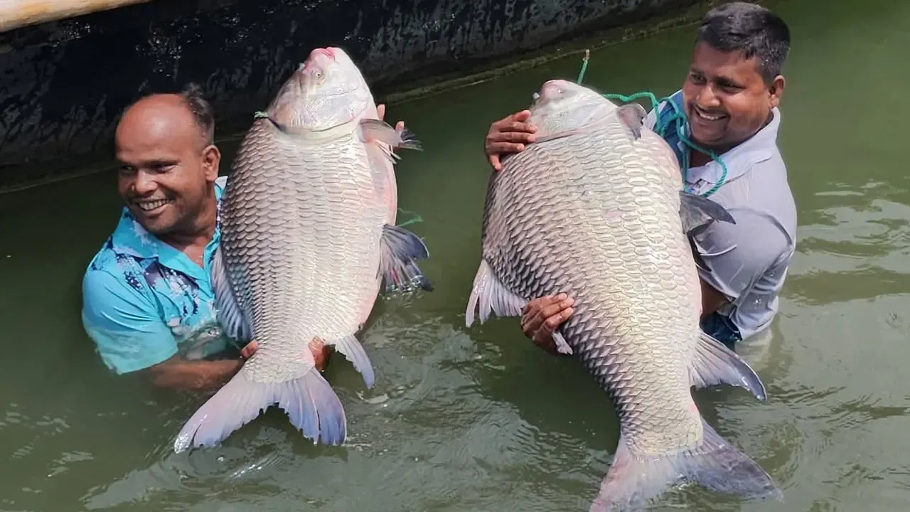 পদ্মার দুই কাতল ৮৬ হাজার টাকায় বিক্রি