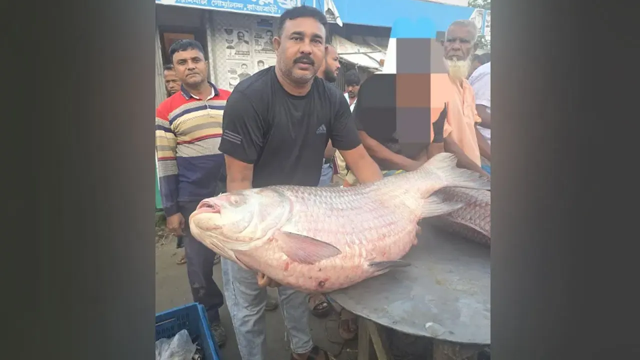 পদ্মার ৩৫ কেজির কাতল বিক্রি ৭৩ হাজার ৫০০ টাকায়