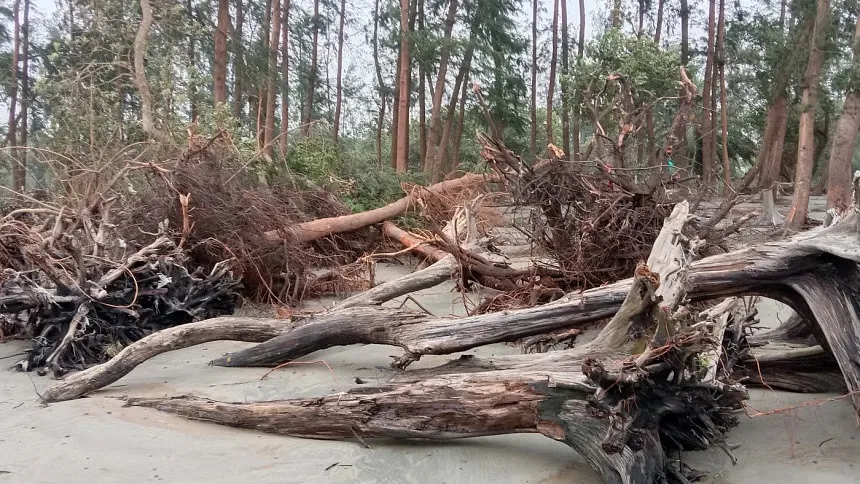 Cyclone Remal: 2cr trees on Patuakhali, Barguna forest land destroyed