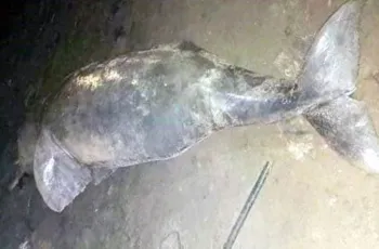 তুরাগে ভেসে উঠল মৃত ডলফিন
