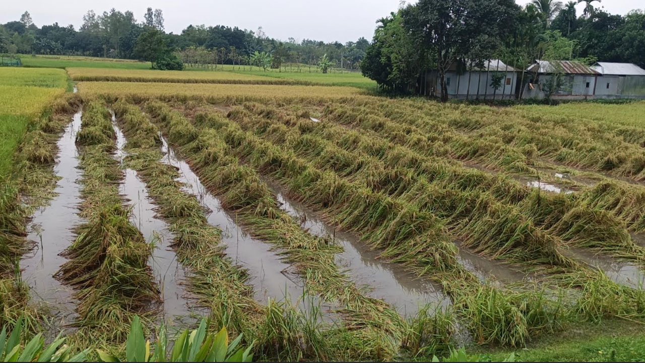 rice-20251103102904