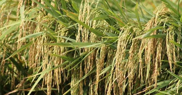 অনুমোদন পেল ধানের ১০টি নতুন জাত