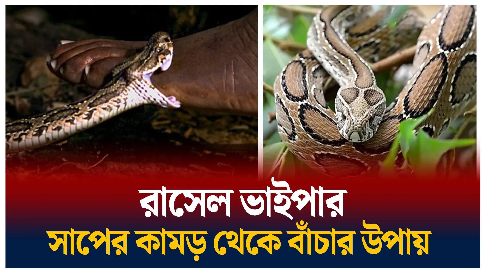 রাসেল ভাইপার থেকে বাঁচার উপায়