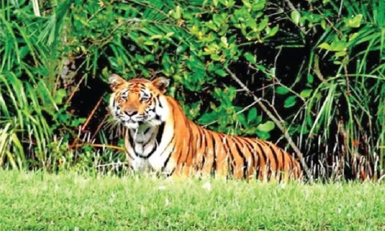 সুন্দরবন দিবস আজ