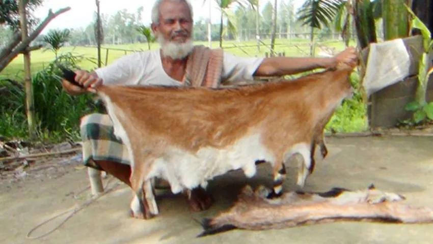 ছাগলের চামড়ার দাম এত কম কেন!