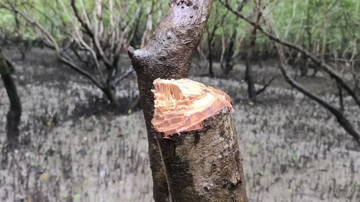 বনাঞ্চল উজাড় করে দিচ্ছে ‘দুর্বৃত্তরা’