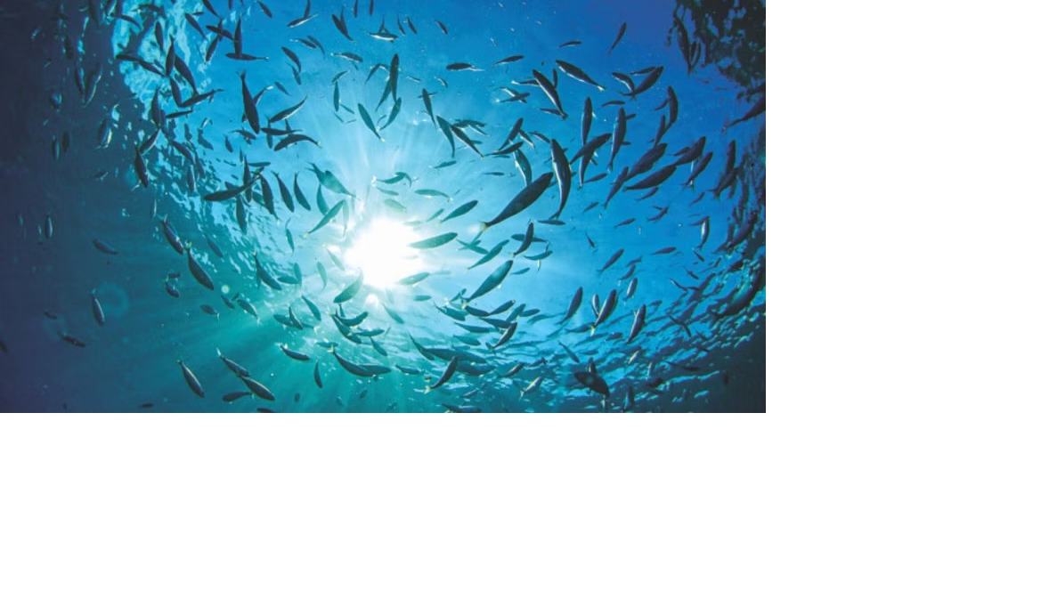 UN states sign 'historic' accord to protect high seas