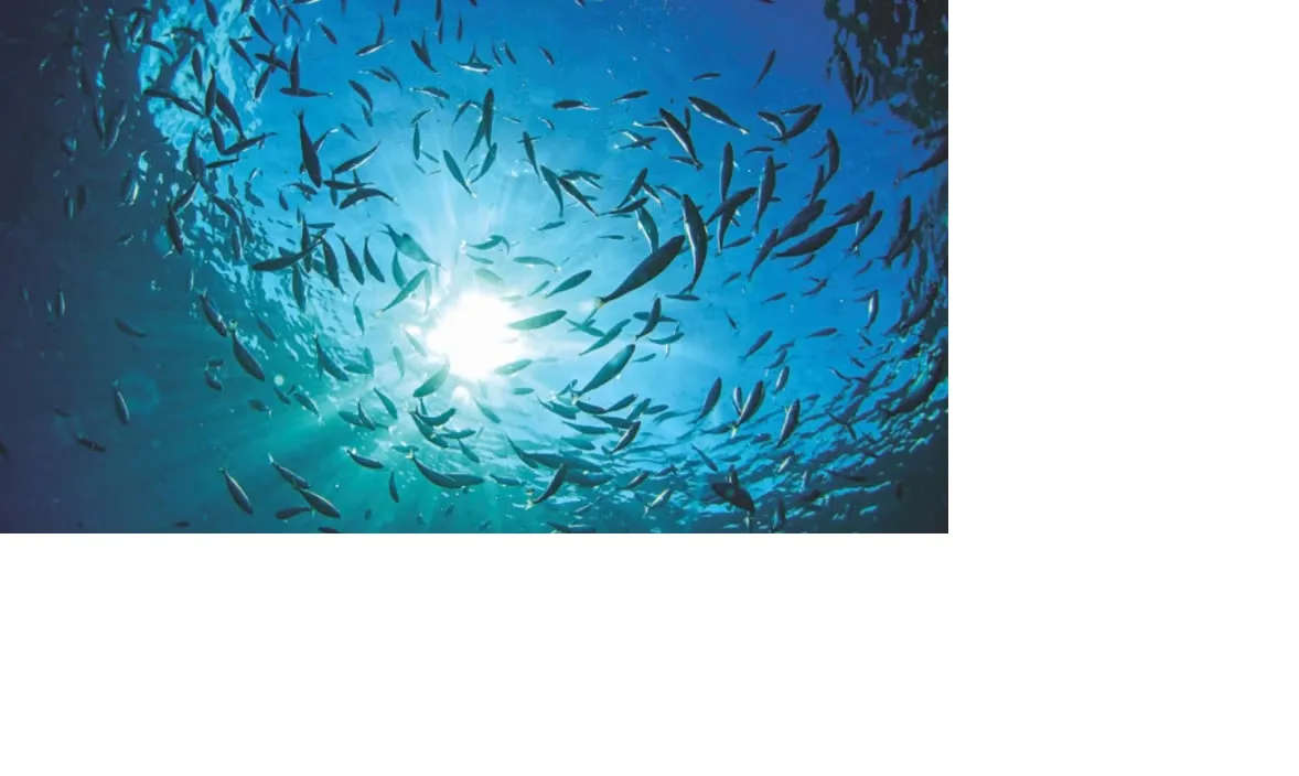UN states sign 'historic' accord to protect high seas