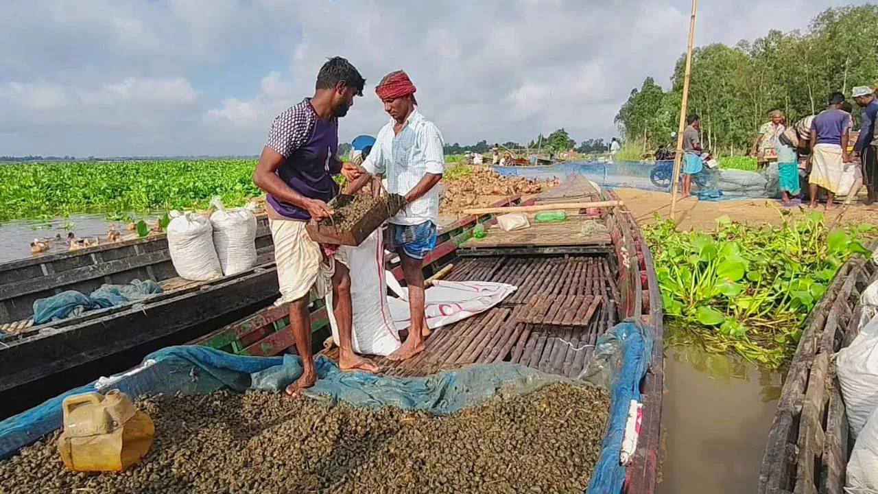 চলনবিলে অবাধে চলছে শামুক ক্রয়-বিক্রয়, হুমকির মুখে জীববৈচিত্র্য