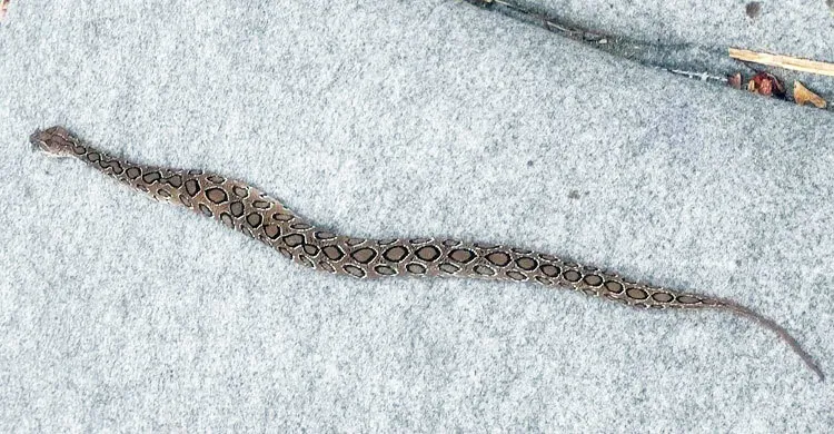 লোকালয়ে ঢুকছে ভয়ংকর রাসেলস ভাইপার