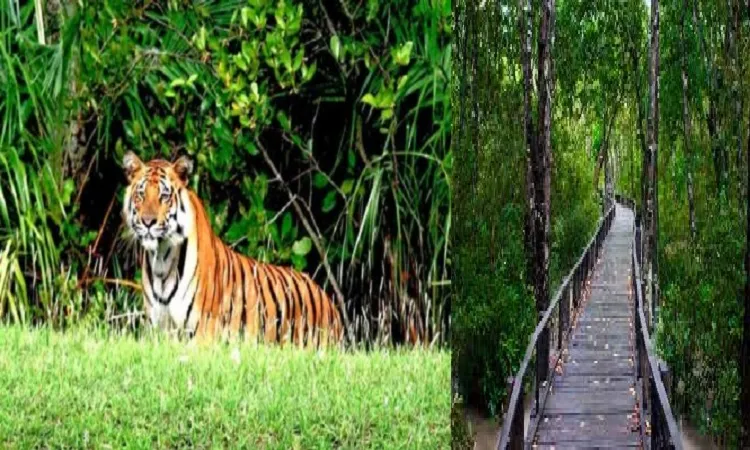 সুন্দরবনে পর্যটক নেই, হতাশ বনবিভাগ