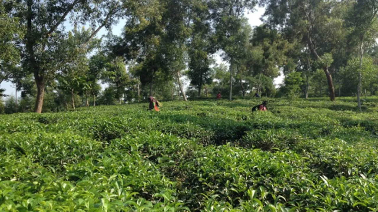 শ্রীমঙ্গলে দেশের সর্বনিম্ন তাপমাত্রা