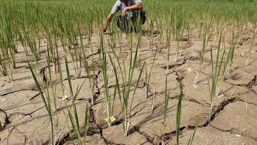 India's summer-sown crop planting lags on uneven monsoon rains