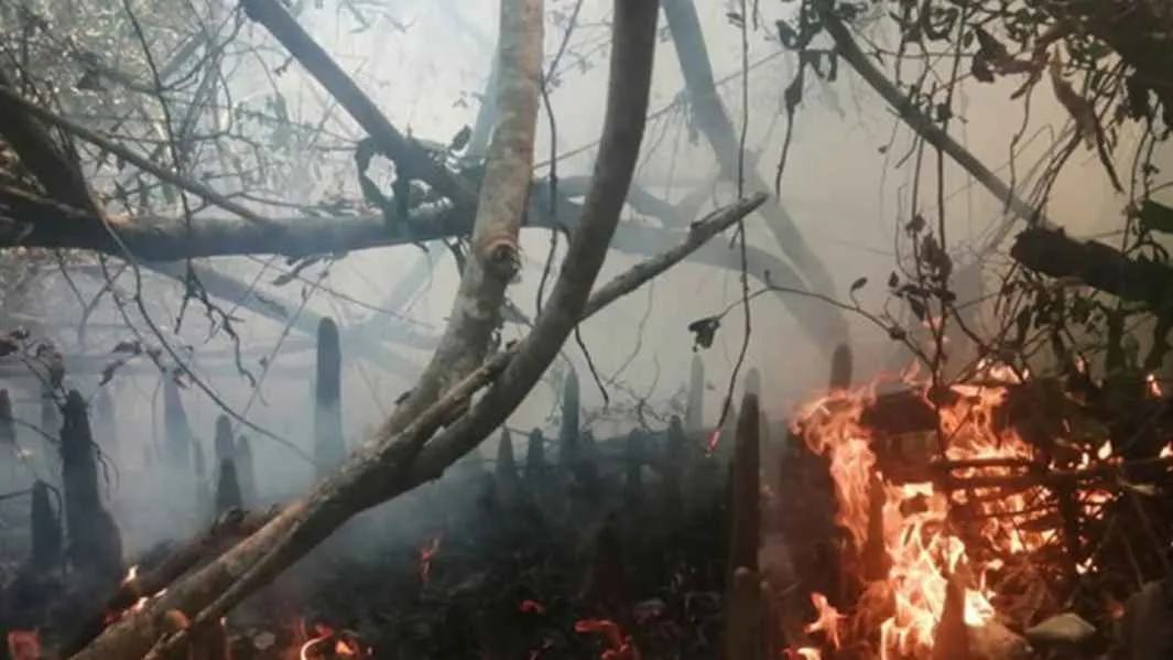 এখনো পুড়ছে সুন্দরবন, আগুন নেভানোর আপ্রাণ চেষ্টা