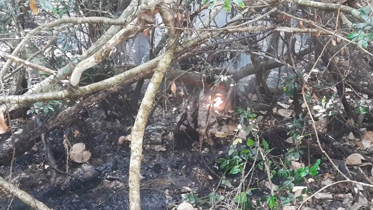 sundarban-20250324143809