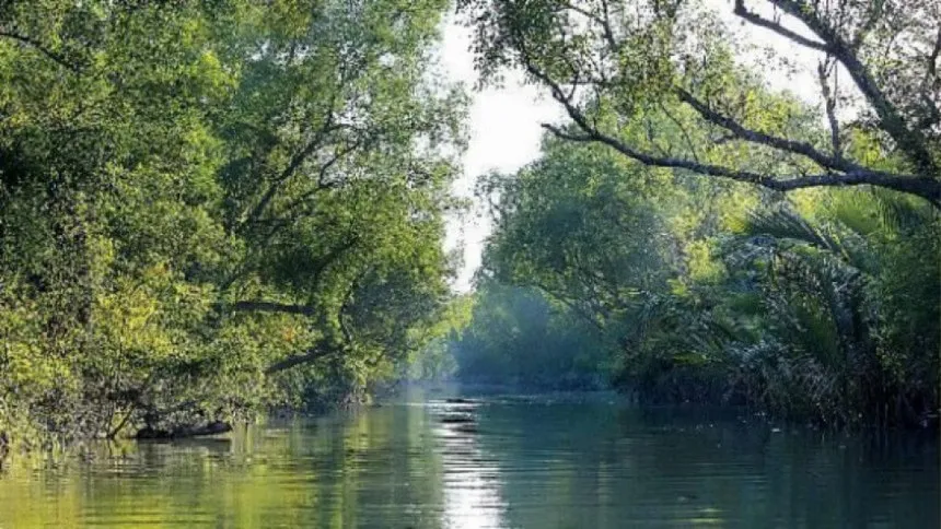 Sundarbans reopened after three-month closure