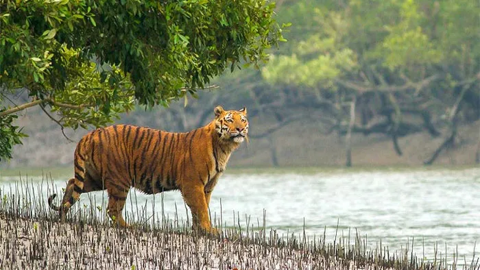 আজ ১৪ ফেব্রুয়ারি সুন্দরবন দিবস