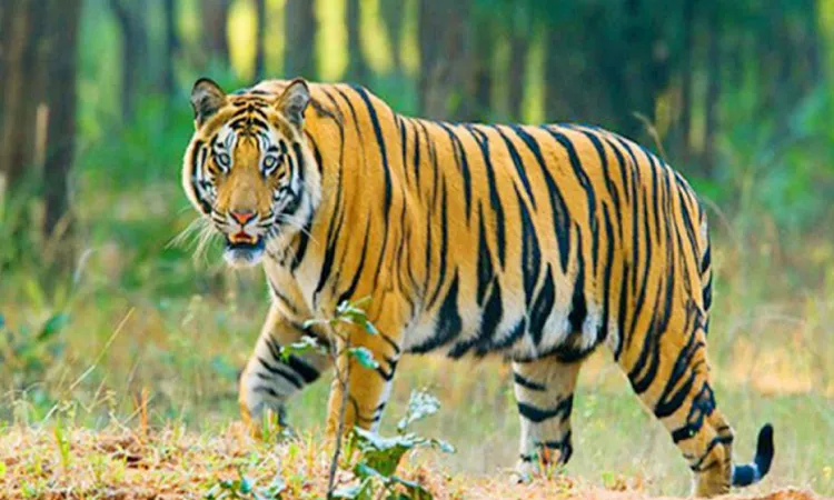 সুন্দরবনে ৬৬৫ স্পটে বসানো হচ্ছে জোড়া ক্যামেরা
