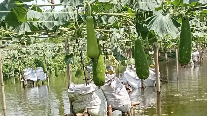 ইউটিউব দেখে ভাসমান পদ্ধতিতে লাউ চাষ করে লাখপতি রুবেল