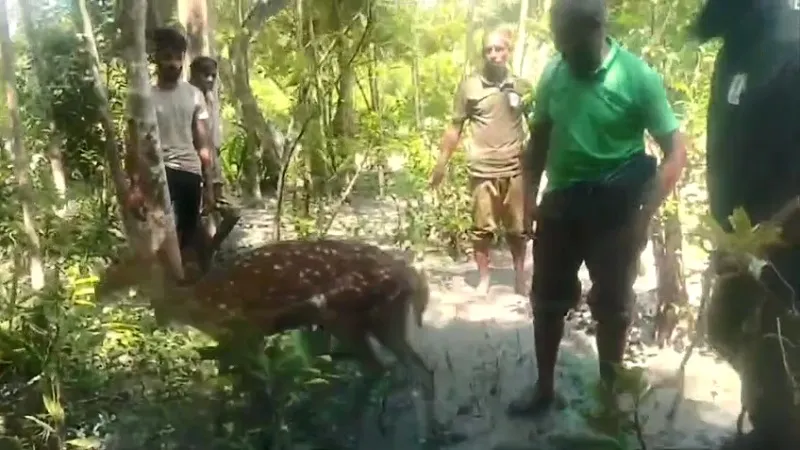 বাঘের তাড়া খেয়ে নদী পাড়ি দিয়ে লোকালয়ে দুই হরিণ