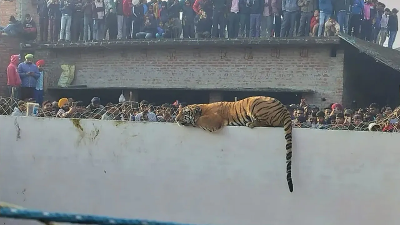 ছেলে দৌড়ে এসে বলল বাবা প্রাচীরে বাঘ বসে আছে