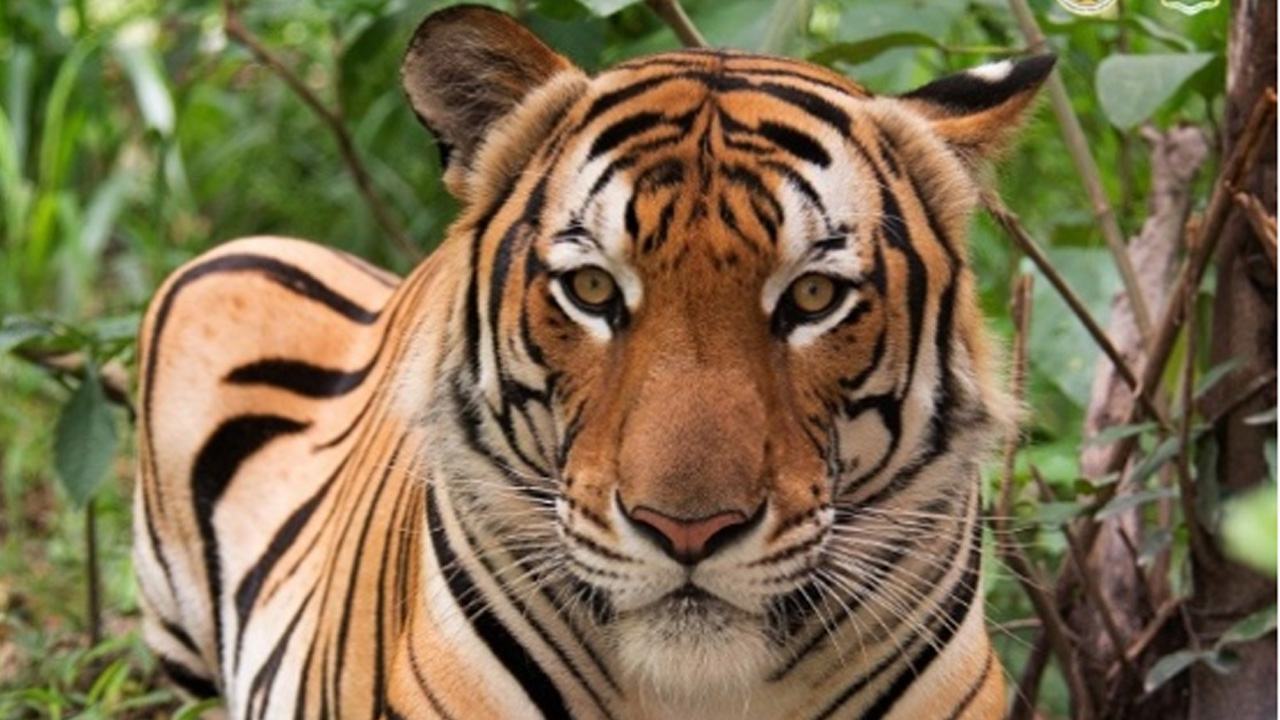 tiger-20260222100211