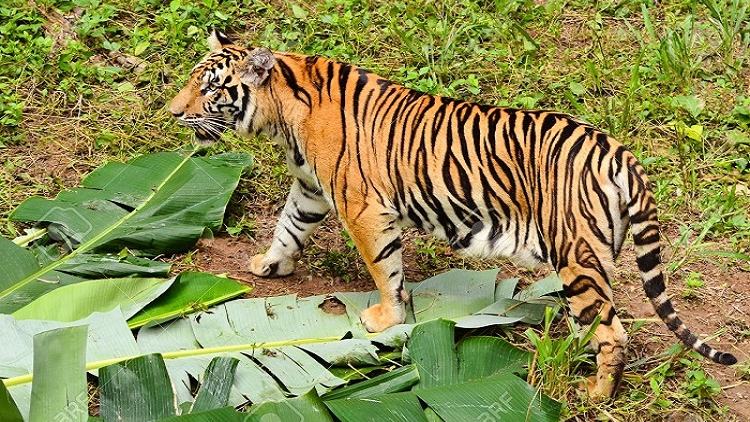 Tiger population in Sundarbans rises to 114