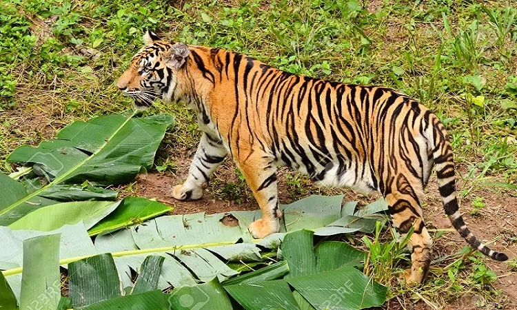Tiger population in Sundarbans rises to 114