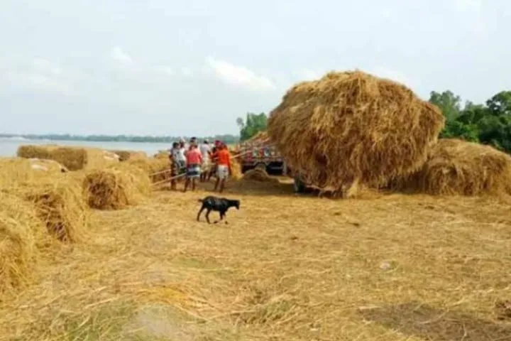খড়ের গাদায় চাপা পড়ে দুই শিশুসহ মা নিহত